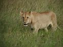 On the prowl
